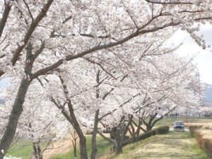 2021-4月-黒アルトちゃんのバックショットと桜- (1)